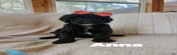 Goldendoodle dogs for sale: Anna - Ad 2