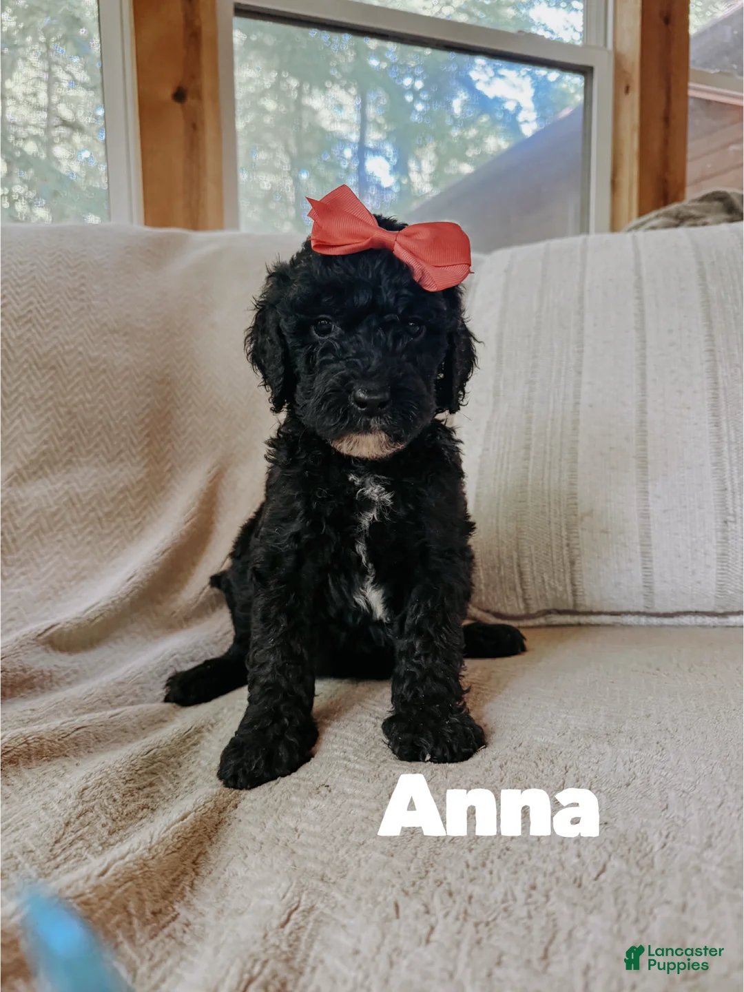Goldendoodle dogs for sale: Anna - Ad 2