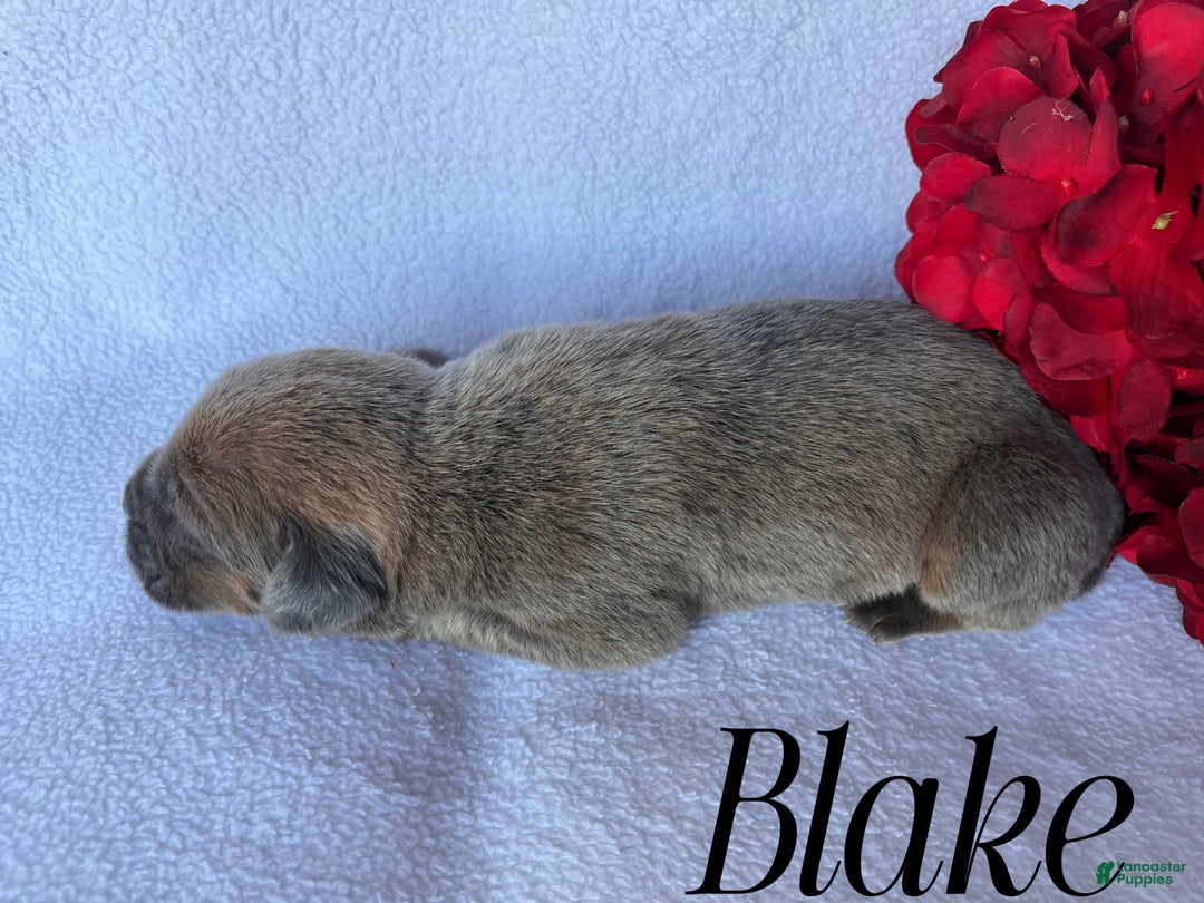 Cane Corso dogs for sale: Blake - Ad 2