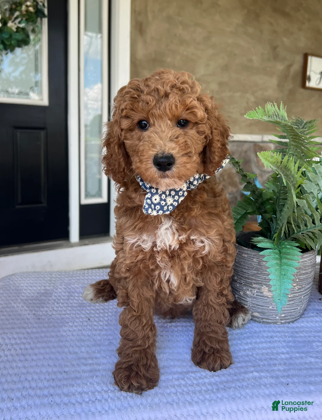 Mini Goldendoodle dogs for sale: Wade - Ad 1