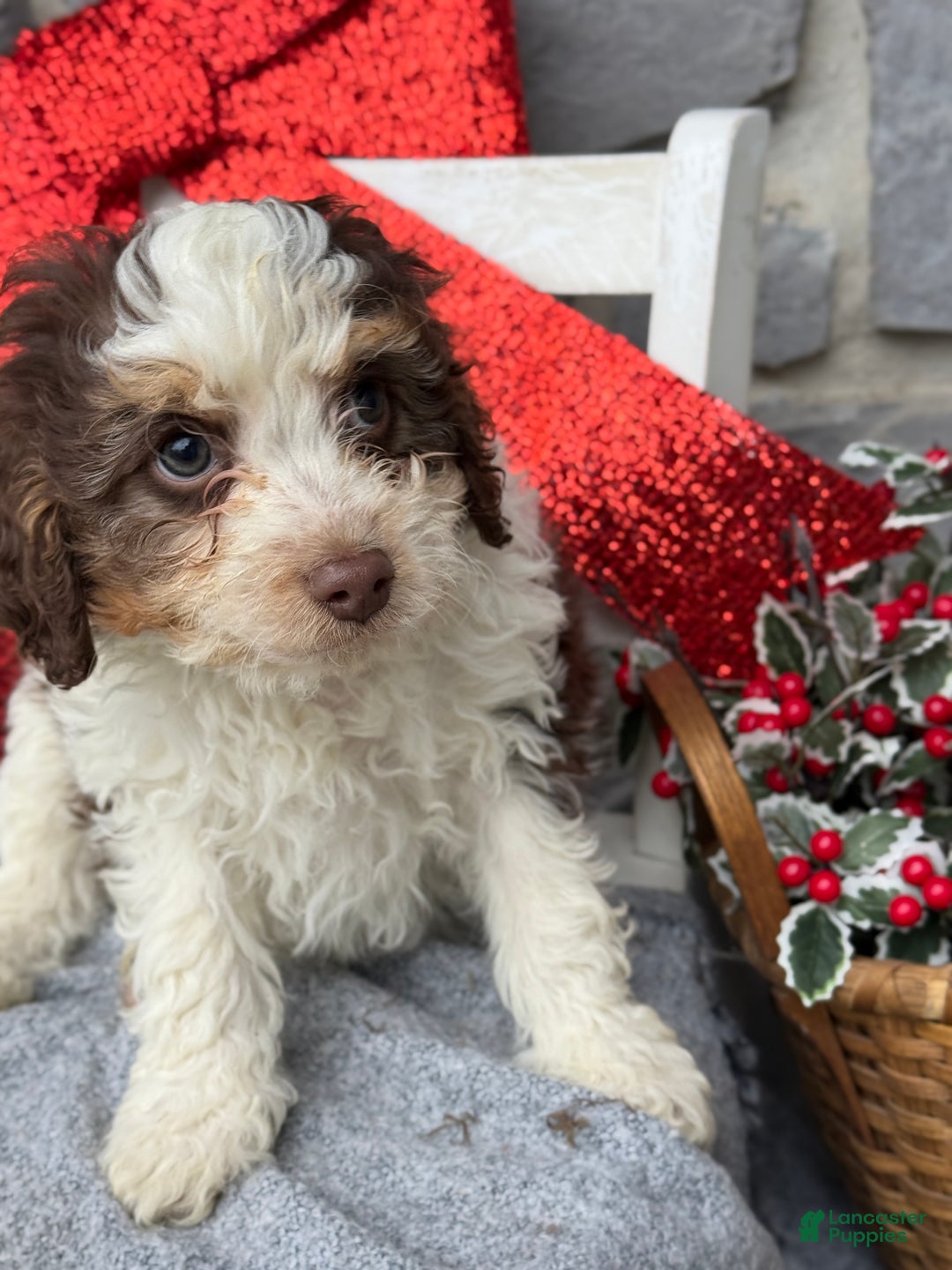 Cavapoo dogs for sale: Arlo - Ad 3