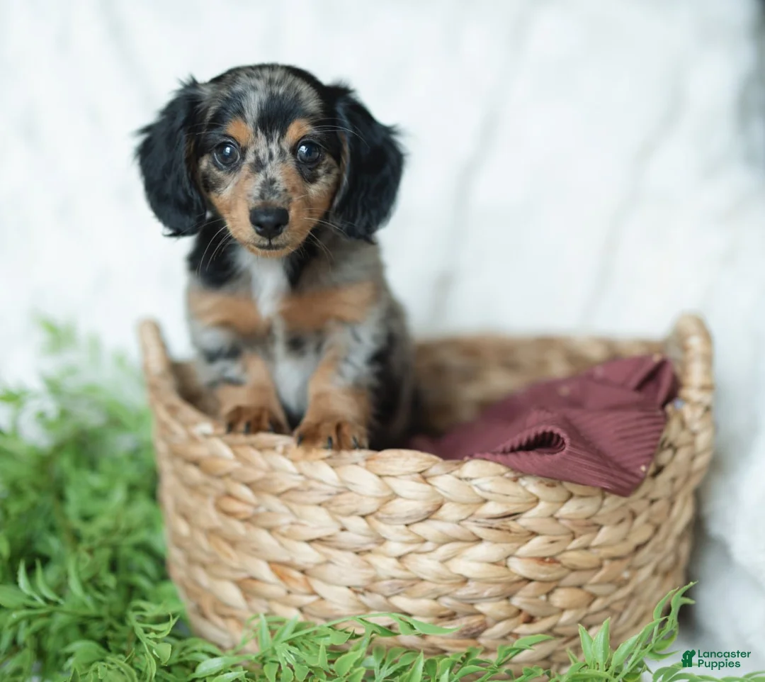 Miniature Dachshund dogs for sale: Amber 🤎 - Ad 7