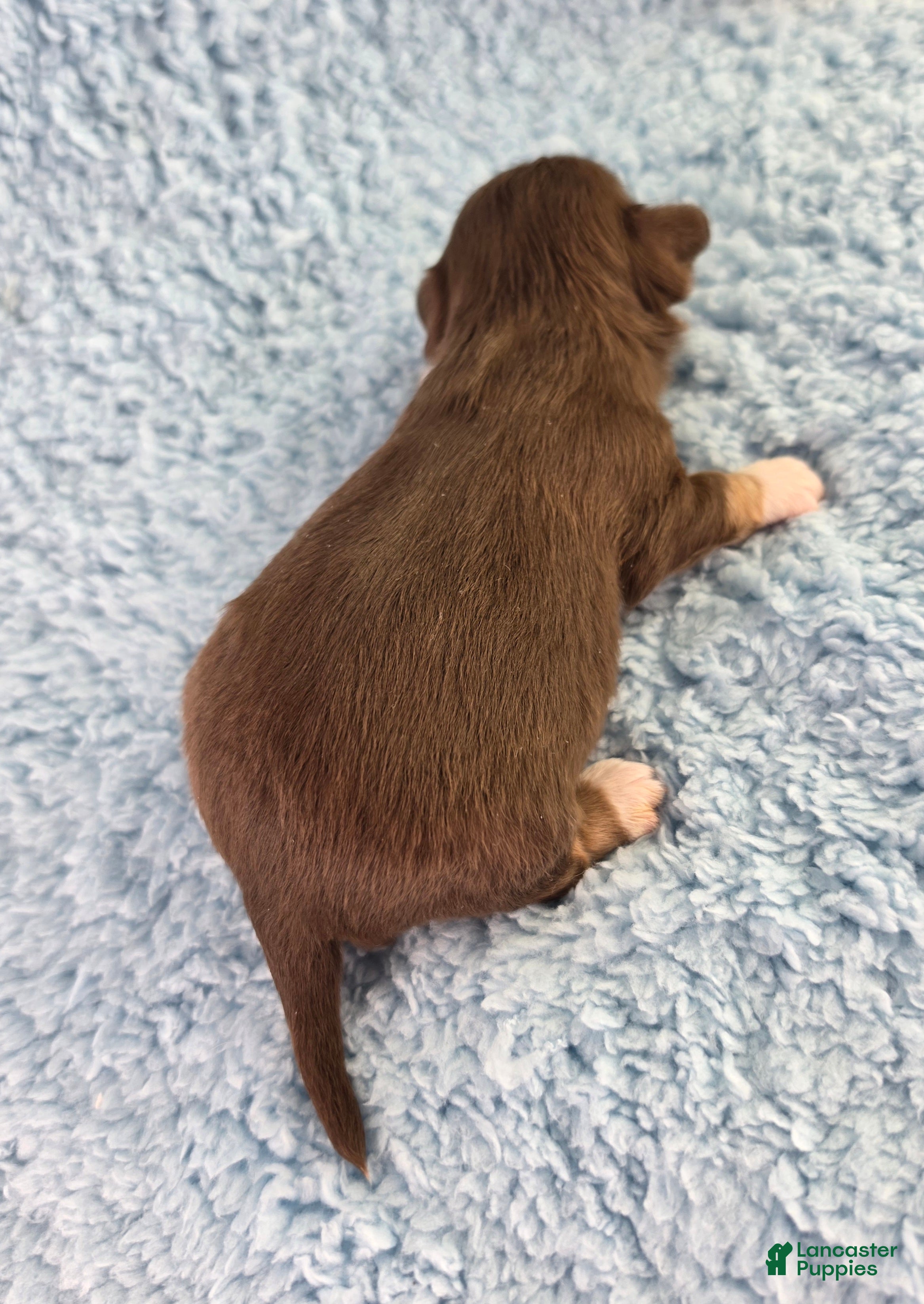 Chihuahua dogs AKC Eric - Ad 2