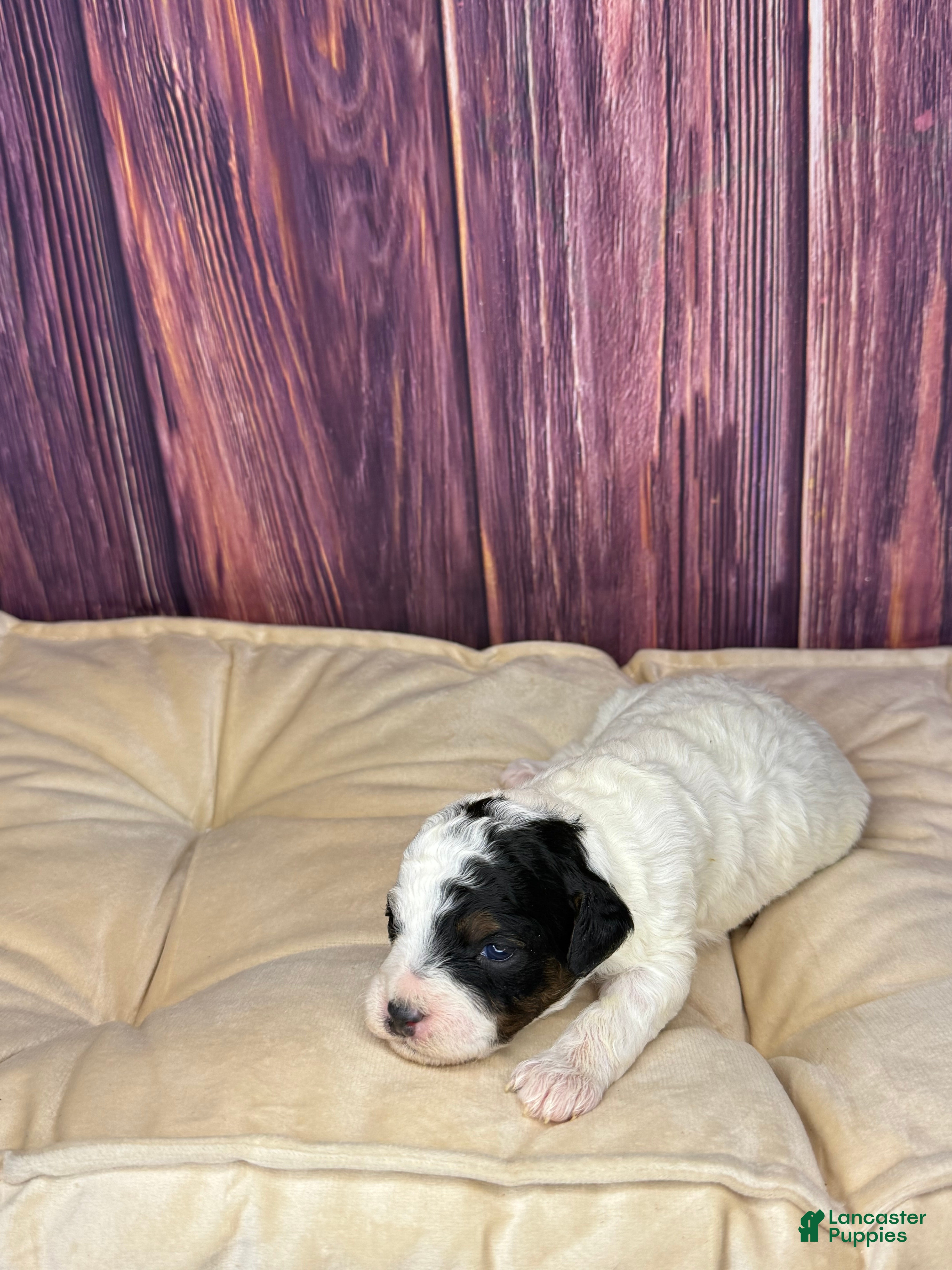 Miniature Poodle dogs Dottie - Ad 14