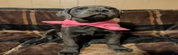 Cane Corso dogs for sale: Pink aka Minnie - Ad 5