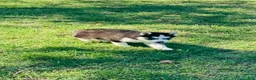 Siberian Husky dogs for sale: Siberian Husky 2 - Ad 14