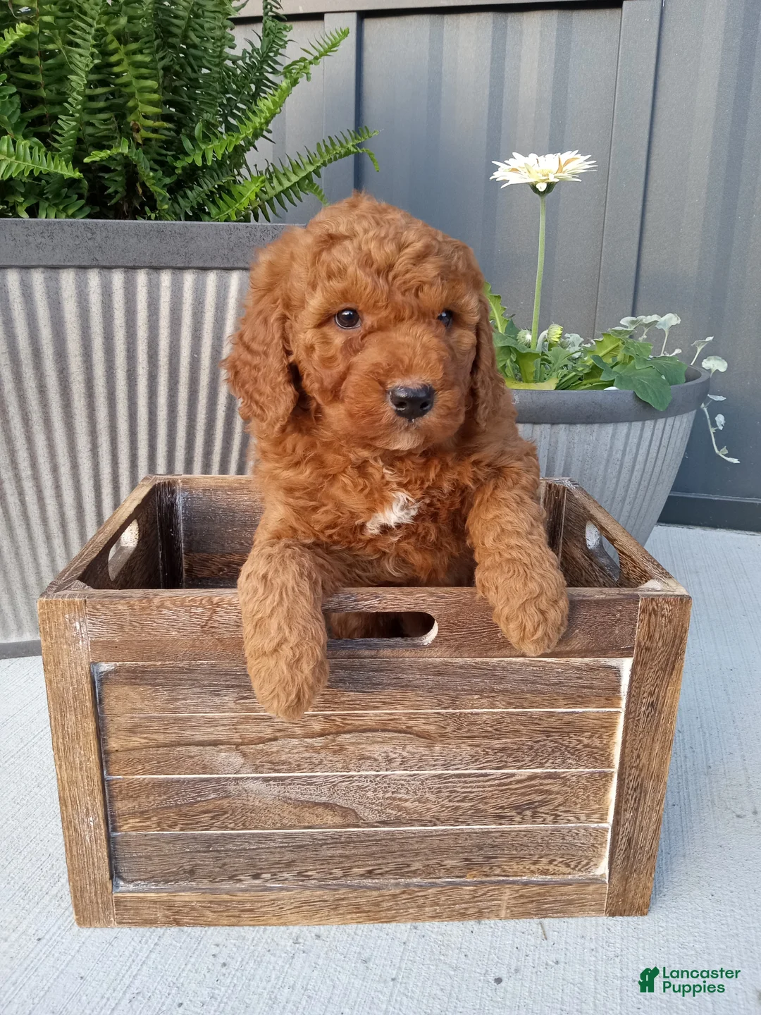 Mini Goldendoodle dogs for sale: Cole F1b - Ad 1