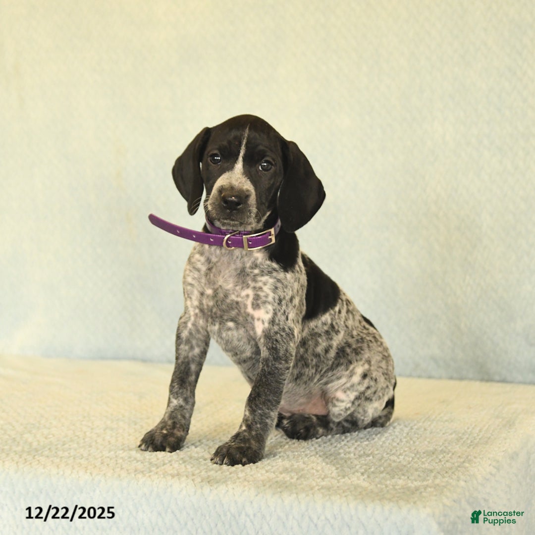 German Shorthaired Pointer dogs for sale: Tisha - Ad 2