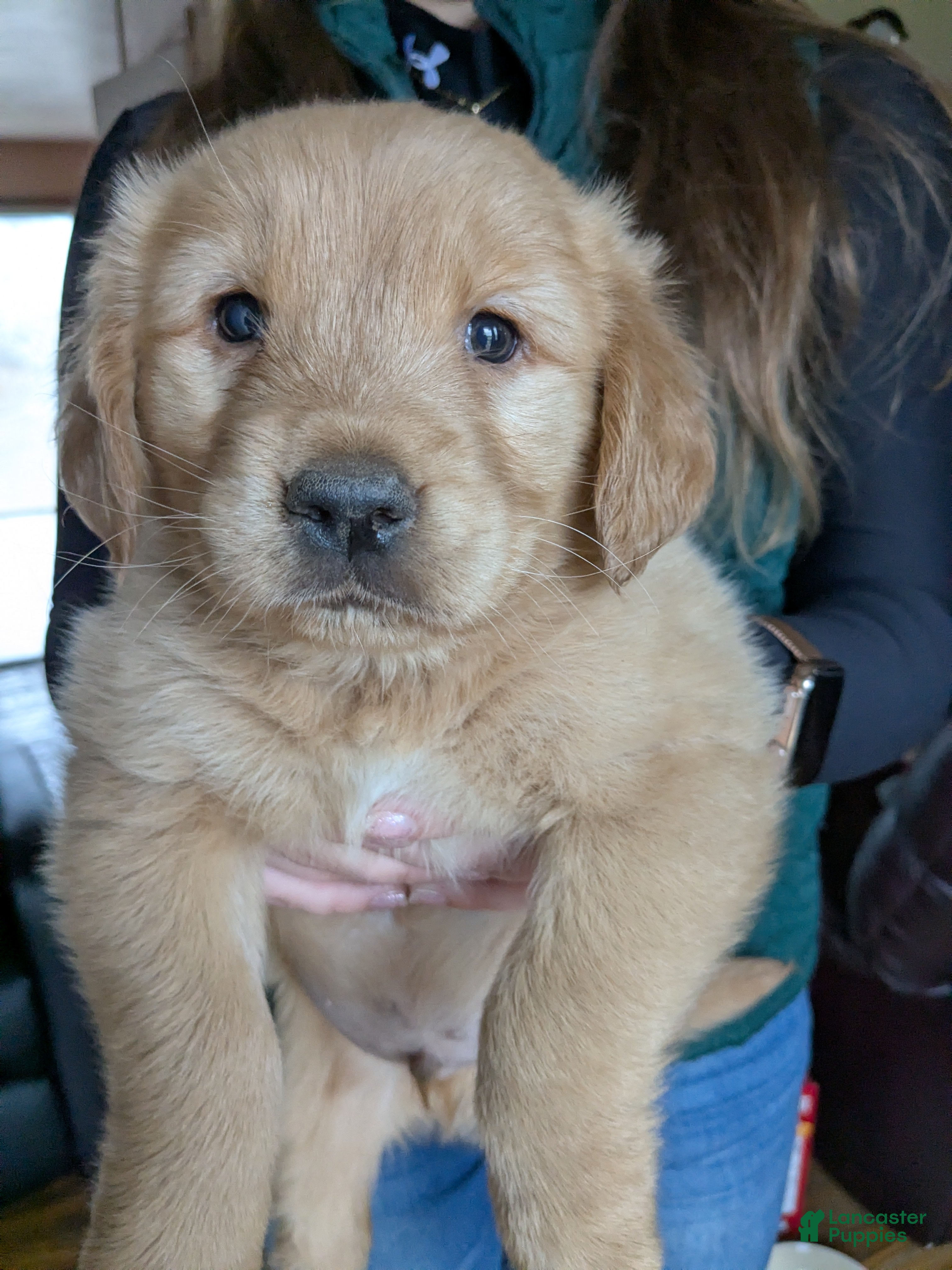 Dachshund dogs Golden Retriever Puppy 2 - Ad 36