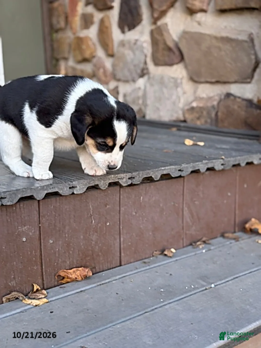 Mixed Breed dogs for sale: Oreo - Ad 7