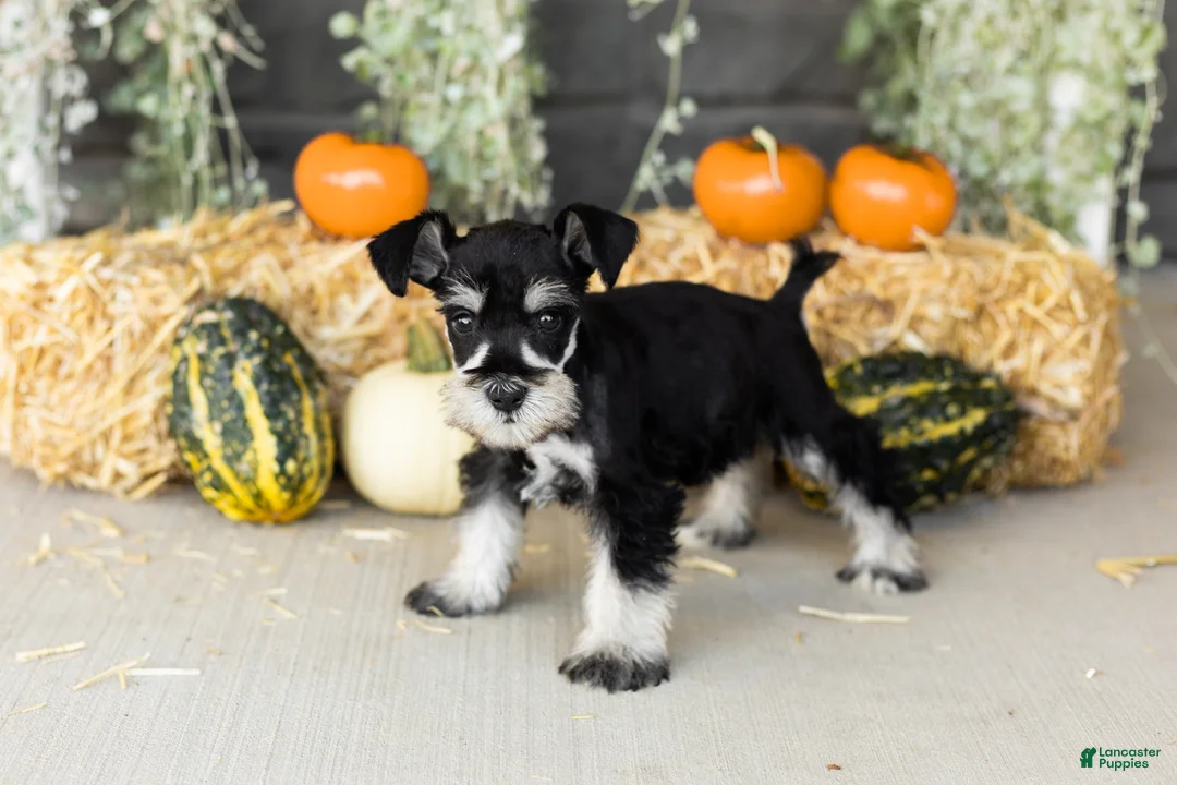 Miniature Schnauzer dogs for sale: Sam  - Ad 1