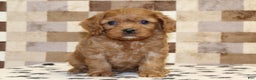 Cavapoo dogs for sale: Ellie - Ad 3