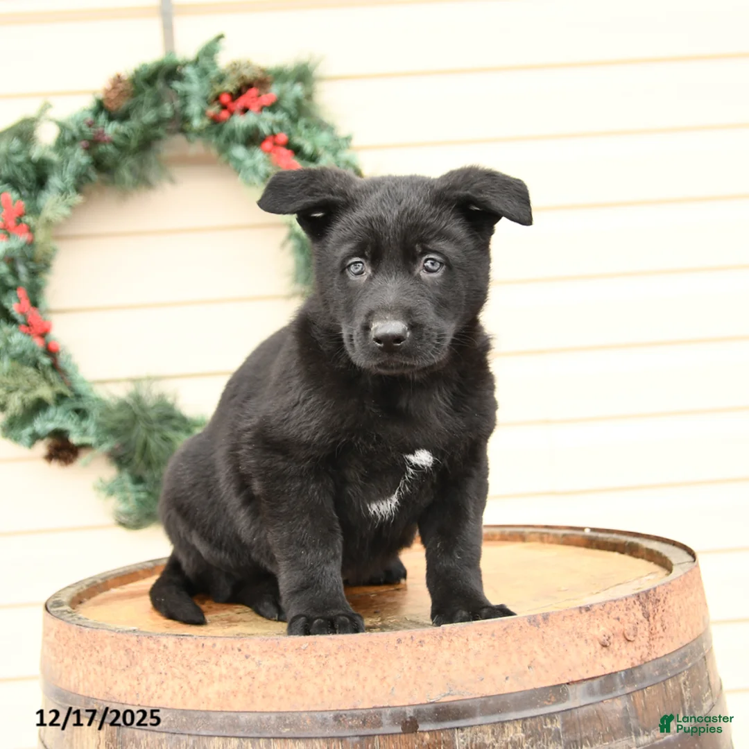 German Shepherd dogs for sale: Buddy - Ad 2