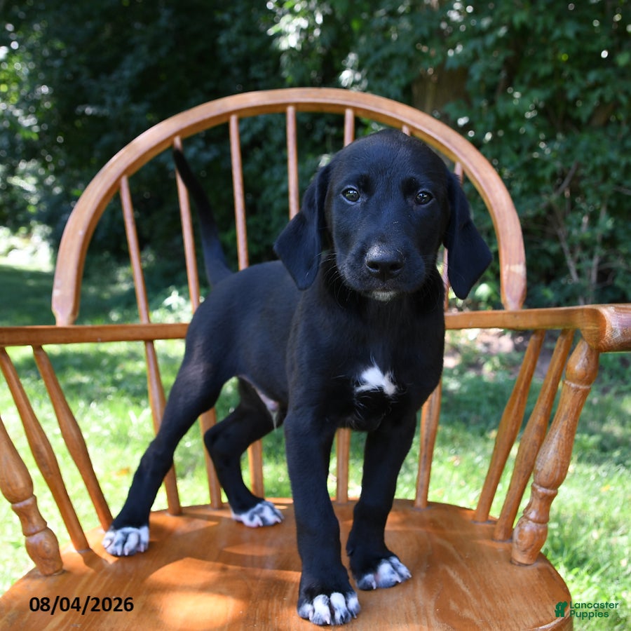 Mixed Breed dogs Spot - Ad 1