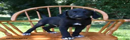 Mixed Breed dogs for sale: Spot - Ad 1