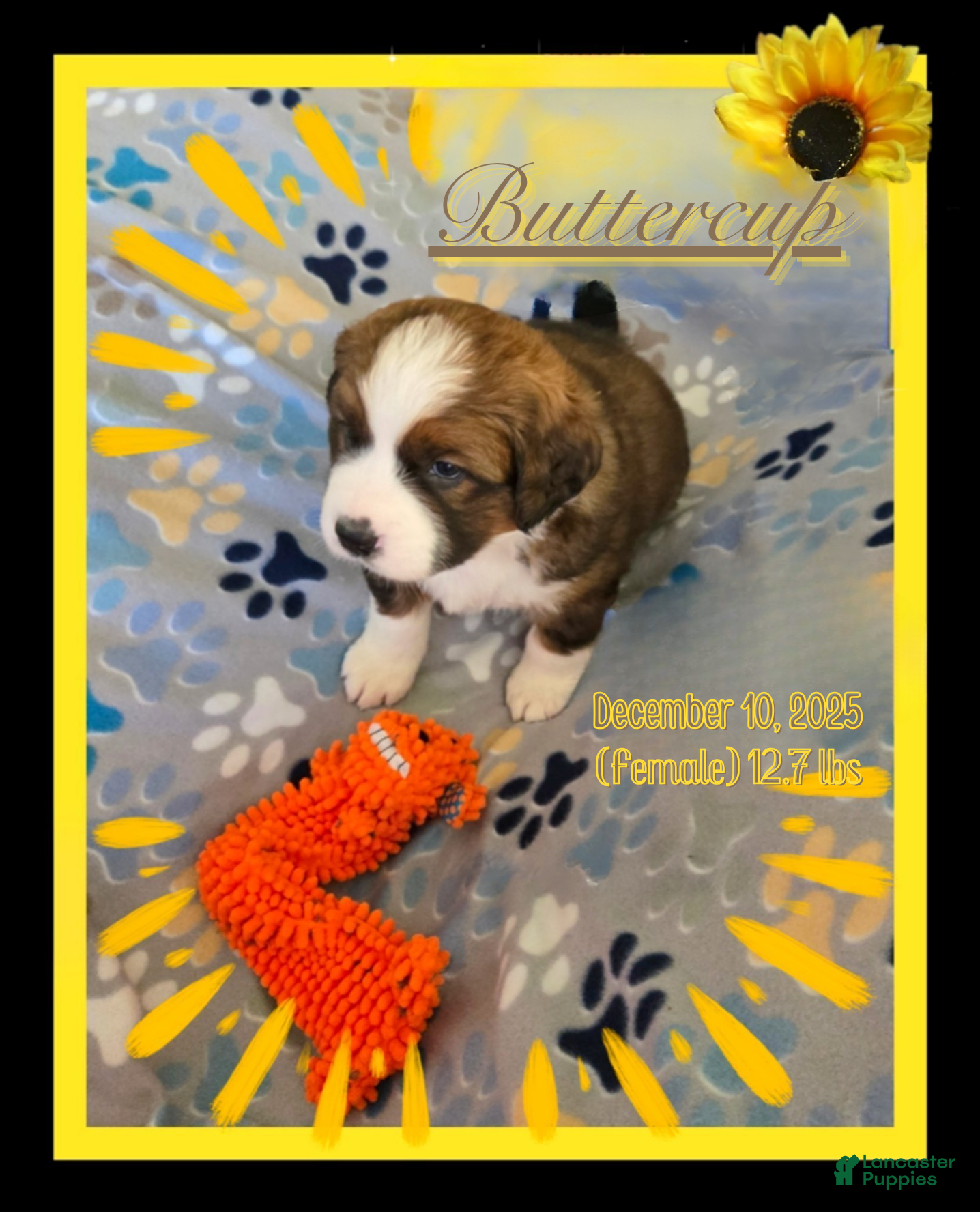 Mixed Breed dogs Buttercup  - Ad 30