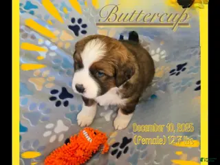 Mixed Breed dogs Buttercup - Ad 30