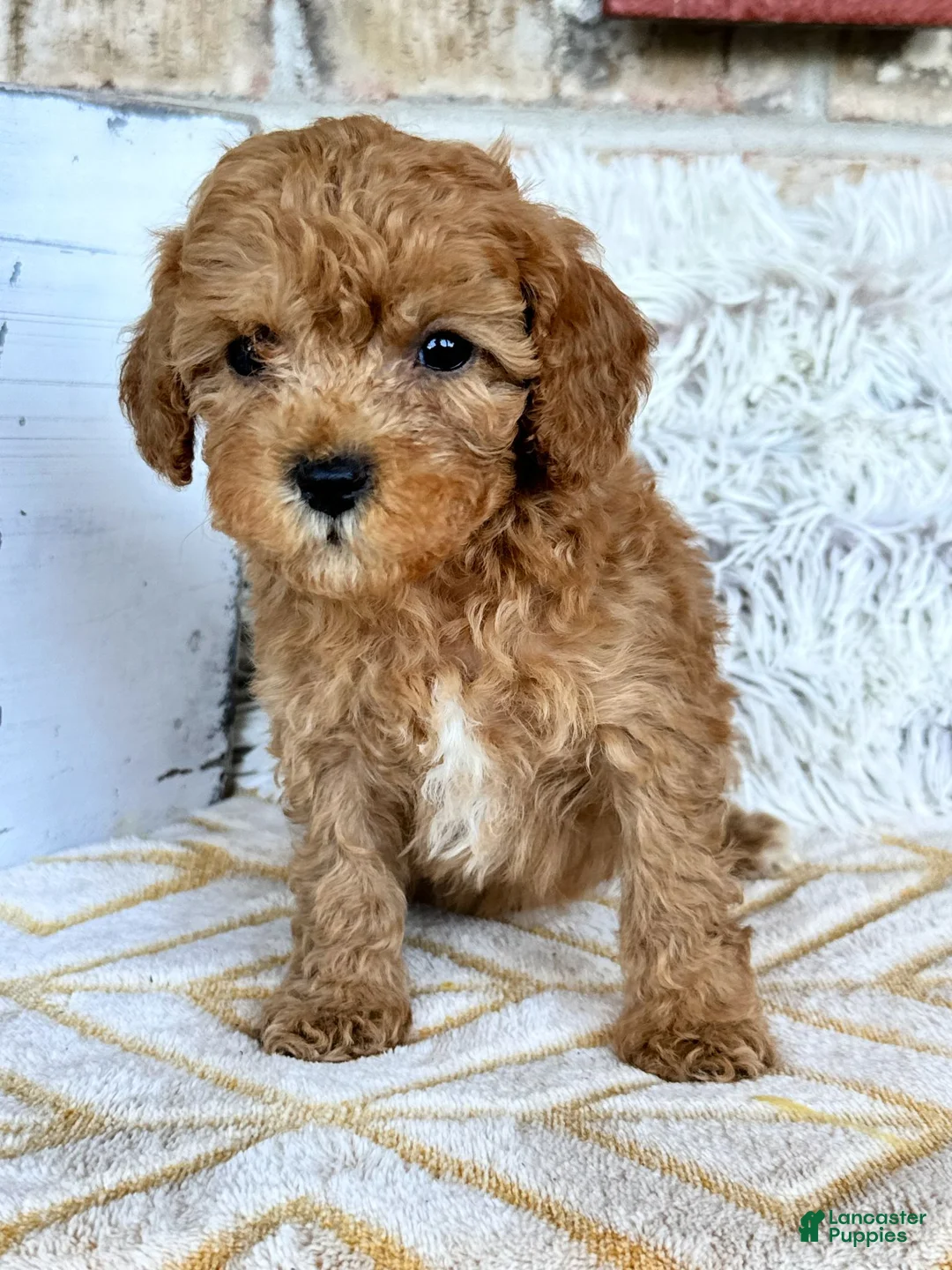 Cavapoo dogs for sale: Reid - Ad 1