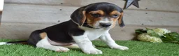 Beagle dogs for sale: Remington - Ad 2
