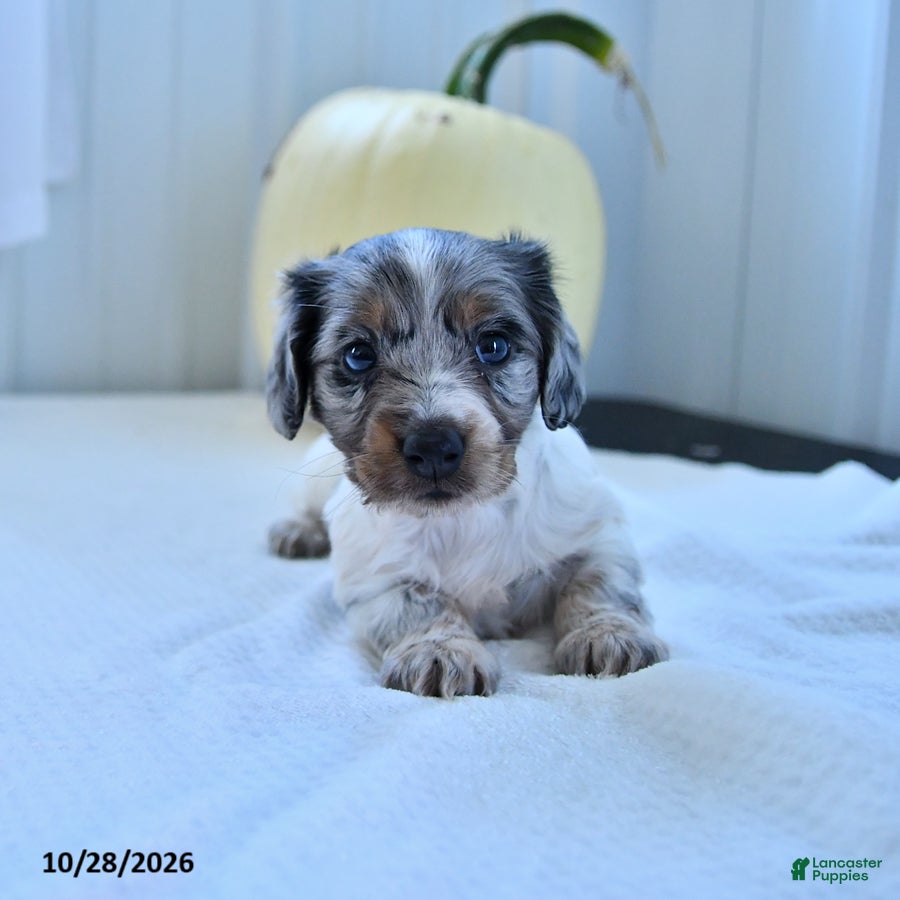 Miniature Dachshund dogs for sale: Merle - Ad 1