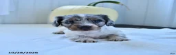 Miniature Dachshund dogs for sale: Merle - Ad 1