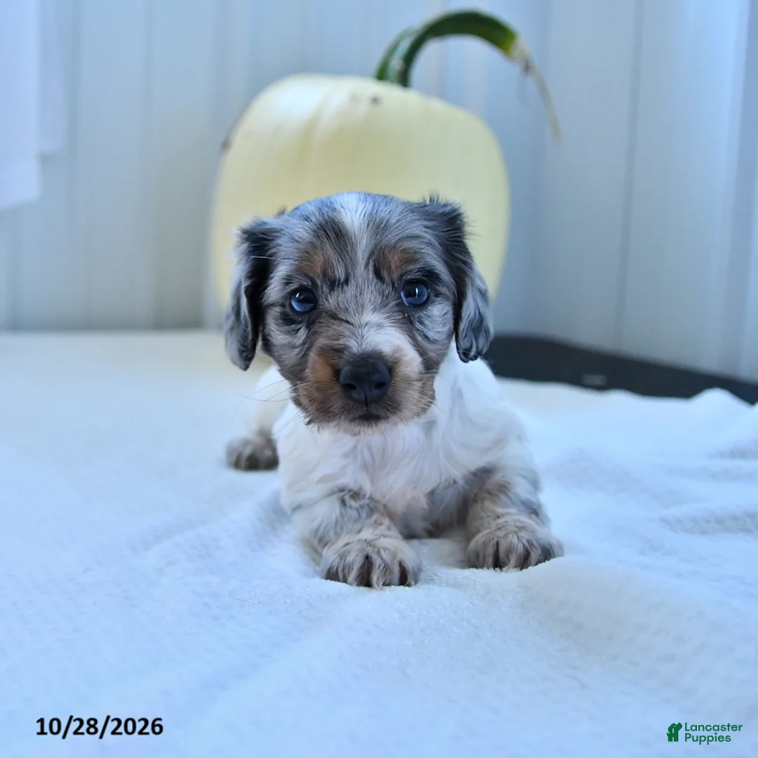 Miniature Dachshund dogs for sale: Merle - Ad 1
