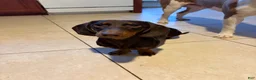 Dachshund dogs for sale: Choco - Ad 2