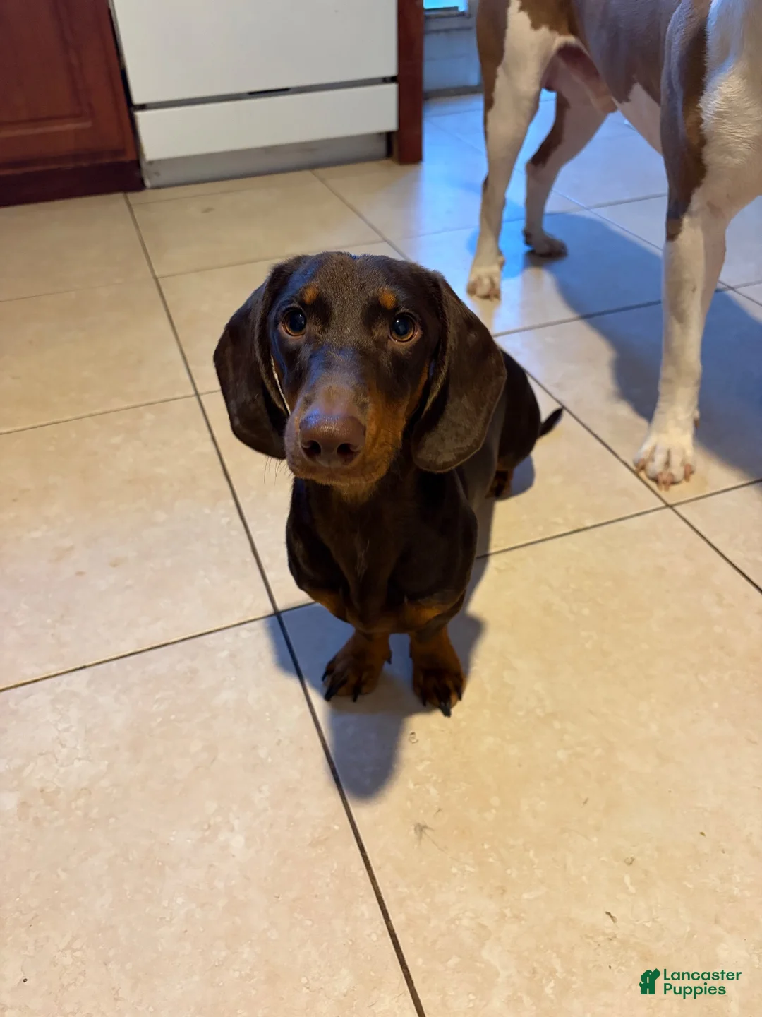 Dachshund dogs for sale: Choco - Ad 2