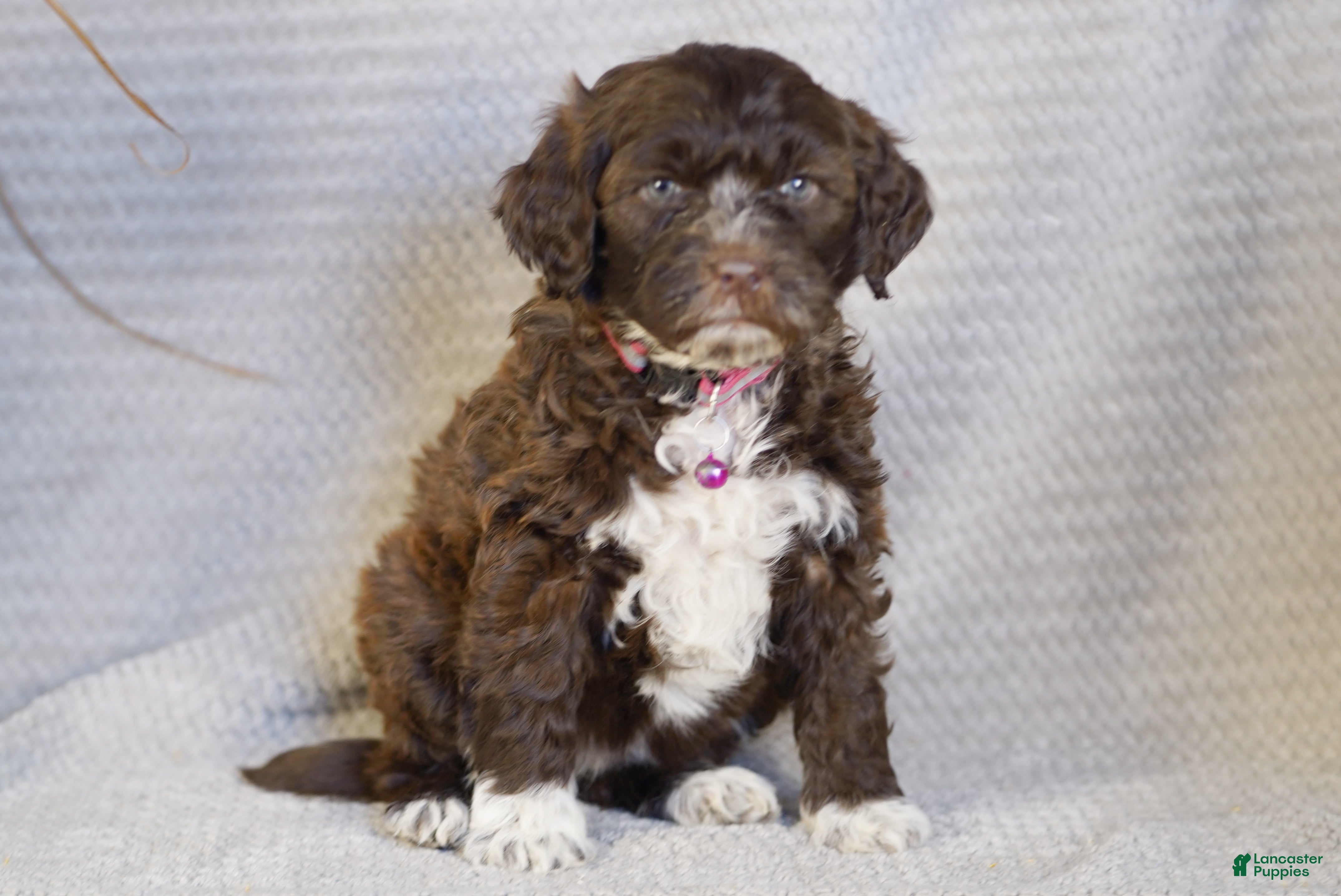 Portuguese Water Dog dogs Sofi  - Ad 23