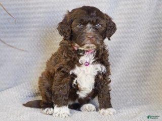 Portuguese Water Dog dogs Sofi - Ad 23