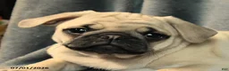 Pug dogs for sale: Lilac - Ad 4