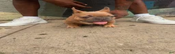 French Bulldog dogs for sale: French Bulldog 1 - Ad 3
