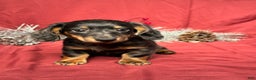Miniature Dachshund dogs for sale: Easton - Ad 1