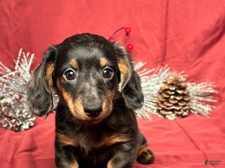 Miniature Dachshund dogs Easton - Ad 14