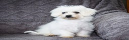 Bichon Frise dogs for sale: Jaynie - Ad 6