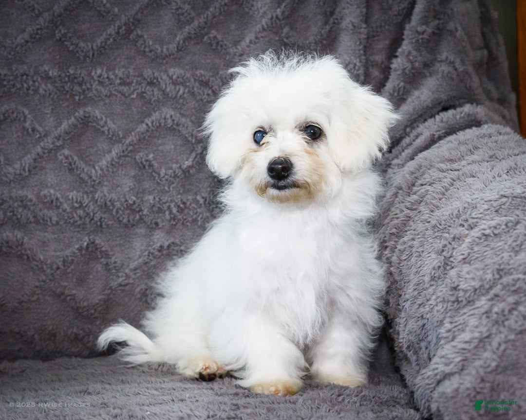 Bichon Frise dogs for sale: Jaynie - Ad 6