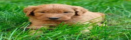 Goldendoodle dogs for sale: Moose - Ad 3