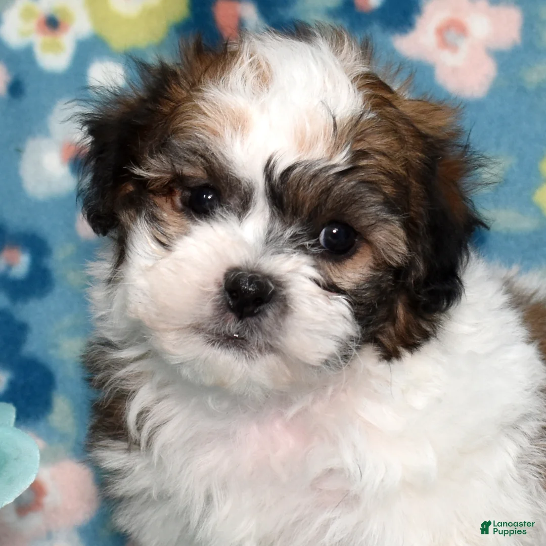 Teddy Bear dogs for sale: Pepsi - Ad 1