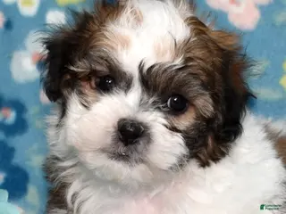 Teddy Bear dogs for sale: Pepsi - Ad 4