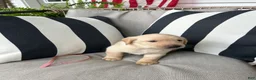 Labrador Retriever dogs for sale: Labrador Retriever 9 - Ad 1