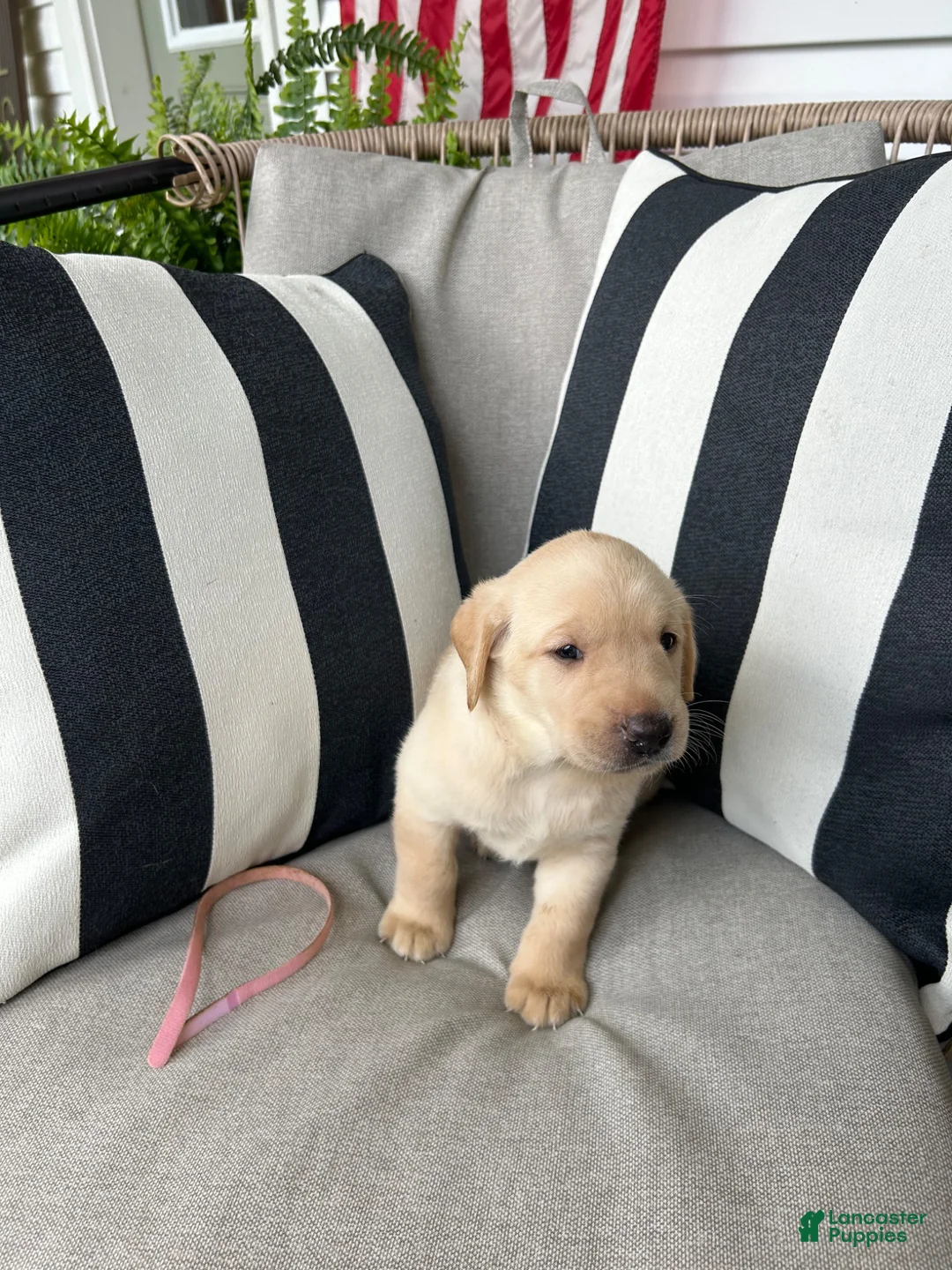 Labrador Retriever dogs for sale: Labrador Retriever 9 - Ad 1