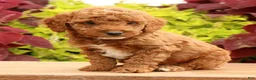Miniature Poodle dogs for sale: Tanner - Ad 3