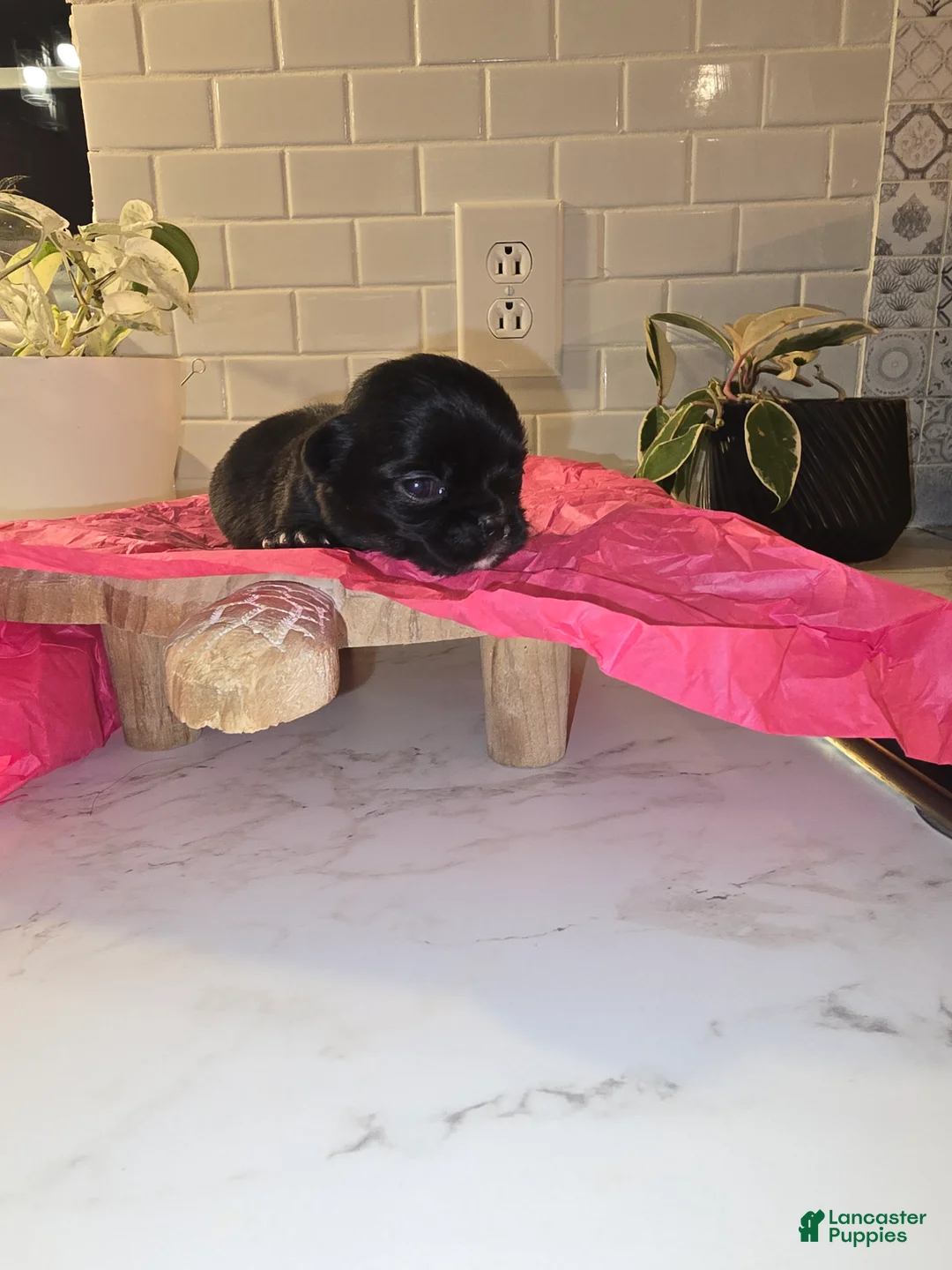 Chihuahua dogs for sale: lady - Ad 2