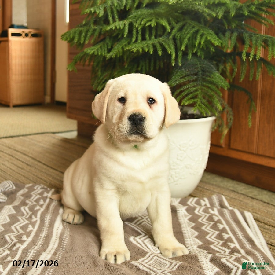 Labrador Retriever dogs Ghost  - Ad 1