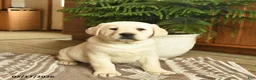 Labrador Retriever dogs for sale: Ghost  - Ad 1
