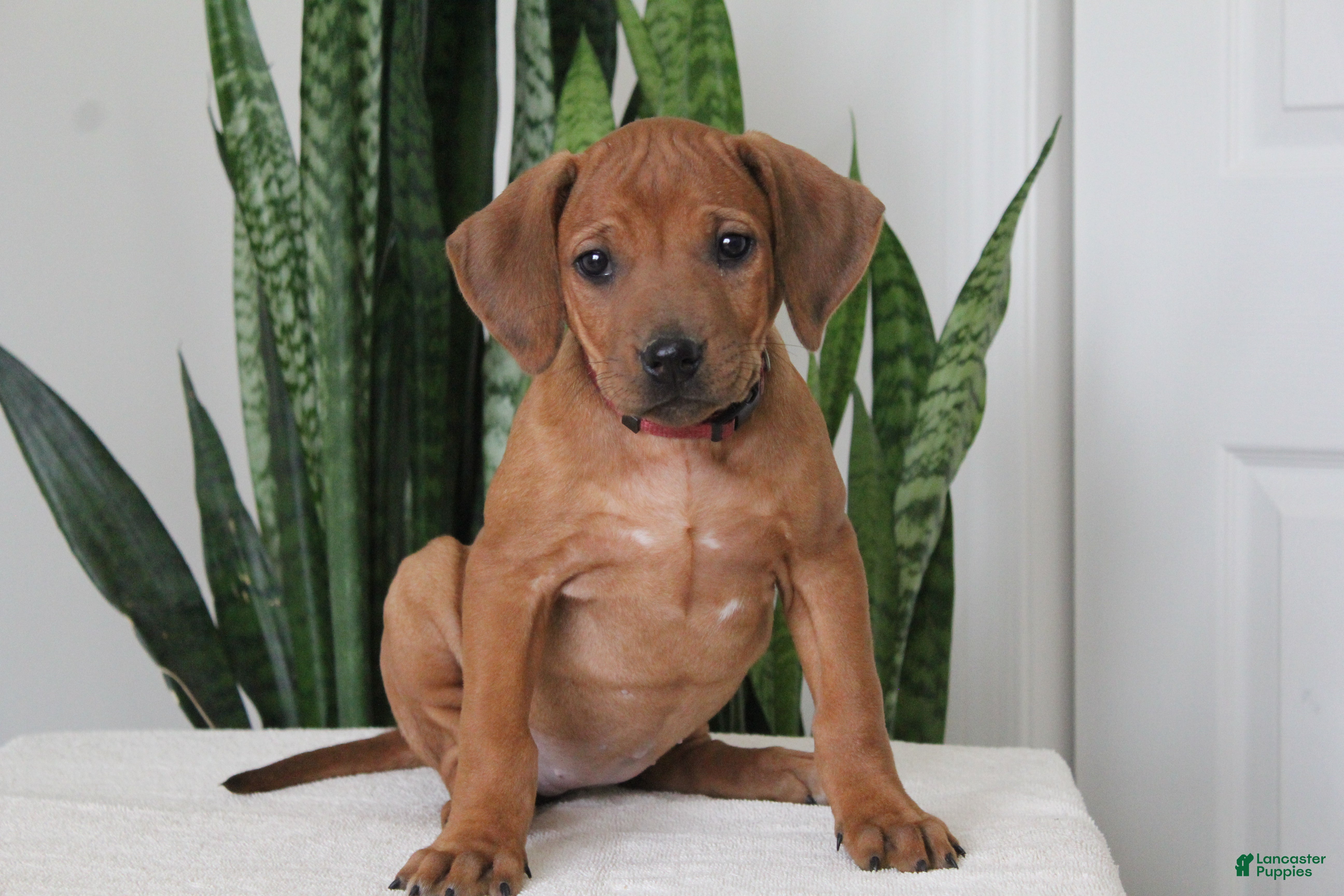 Rhodesian Ridgeback dogs Rhodesian Ridgeback Puppy 8 - Ad 5
