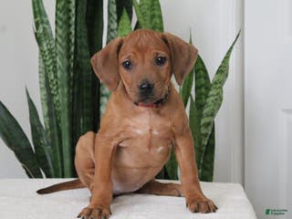 Rhodesian Ridgeback dogs Rhodesian Ridgeback Puppy 8 - Ad 13