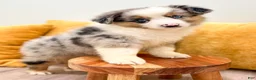 Miniature Australian Shepherd dogs for sale: Bingo - Ad 2