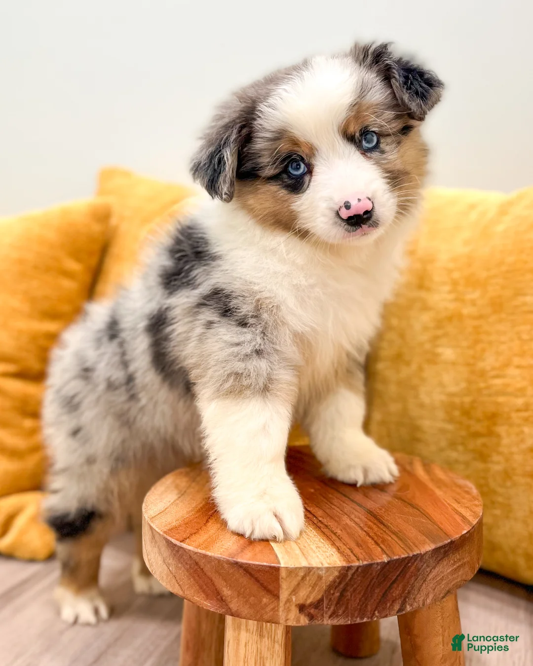 Miniature Australian Shepherd dogs for sale: Bingo - Ad 2