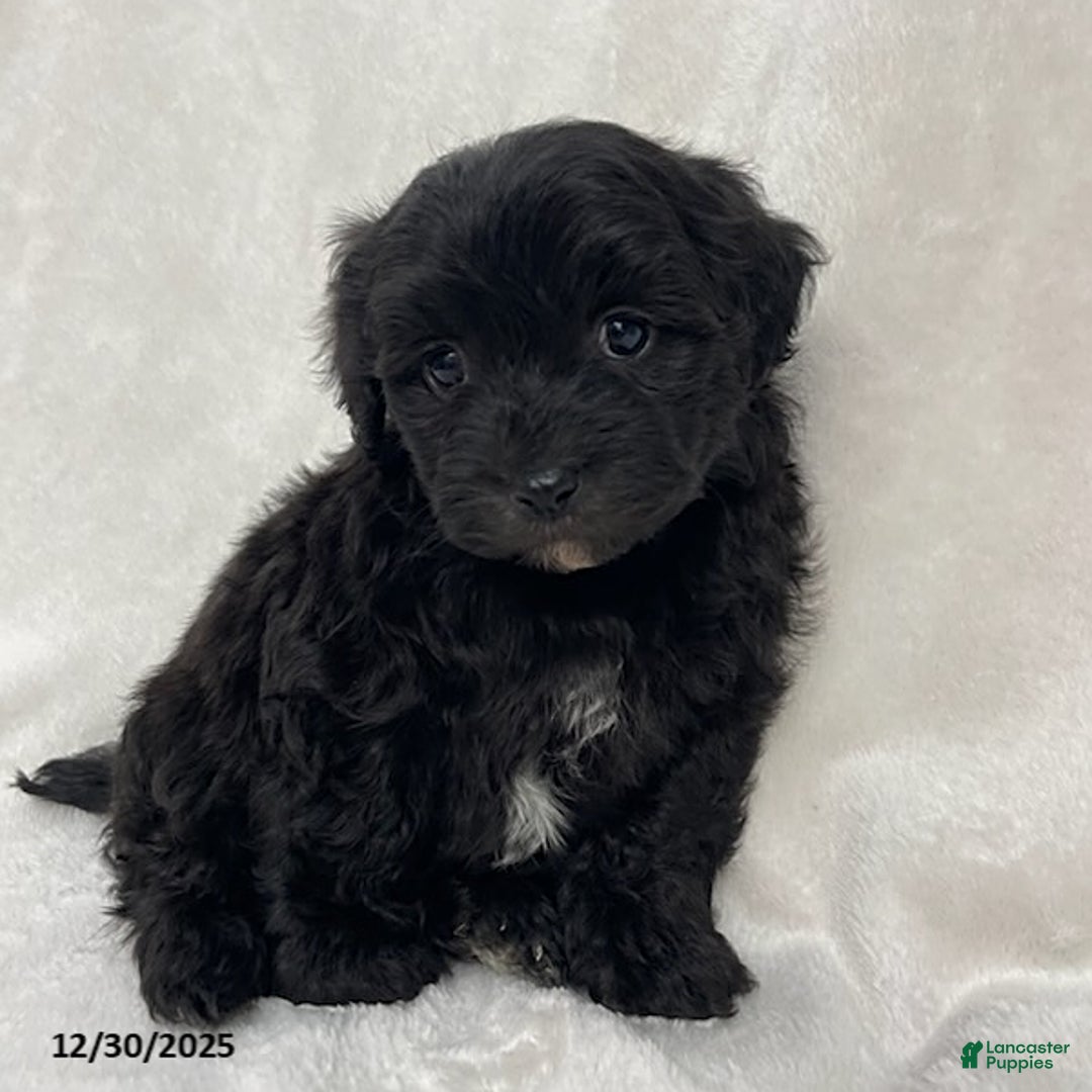 Maltipoo dogs for sale: Cuddles - Ad 1